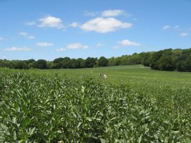 Heading towards Moat Wood